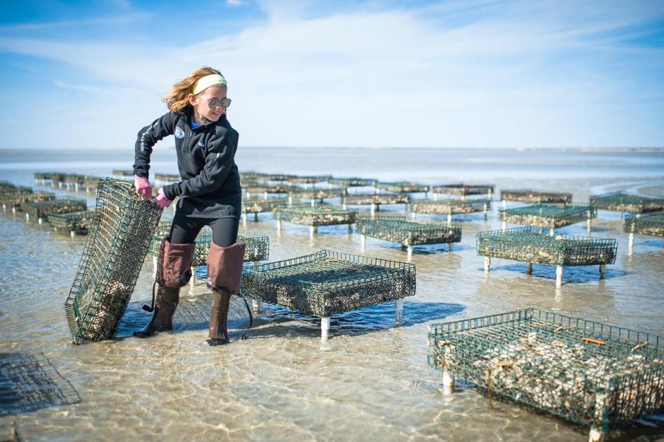 US Nationals: Fleet 554 Leases All Oyster Beds on Cape Cod Image